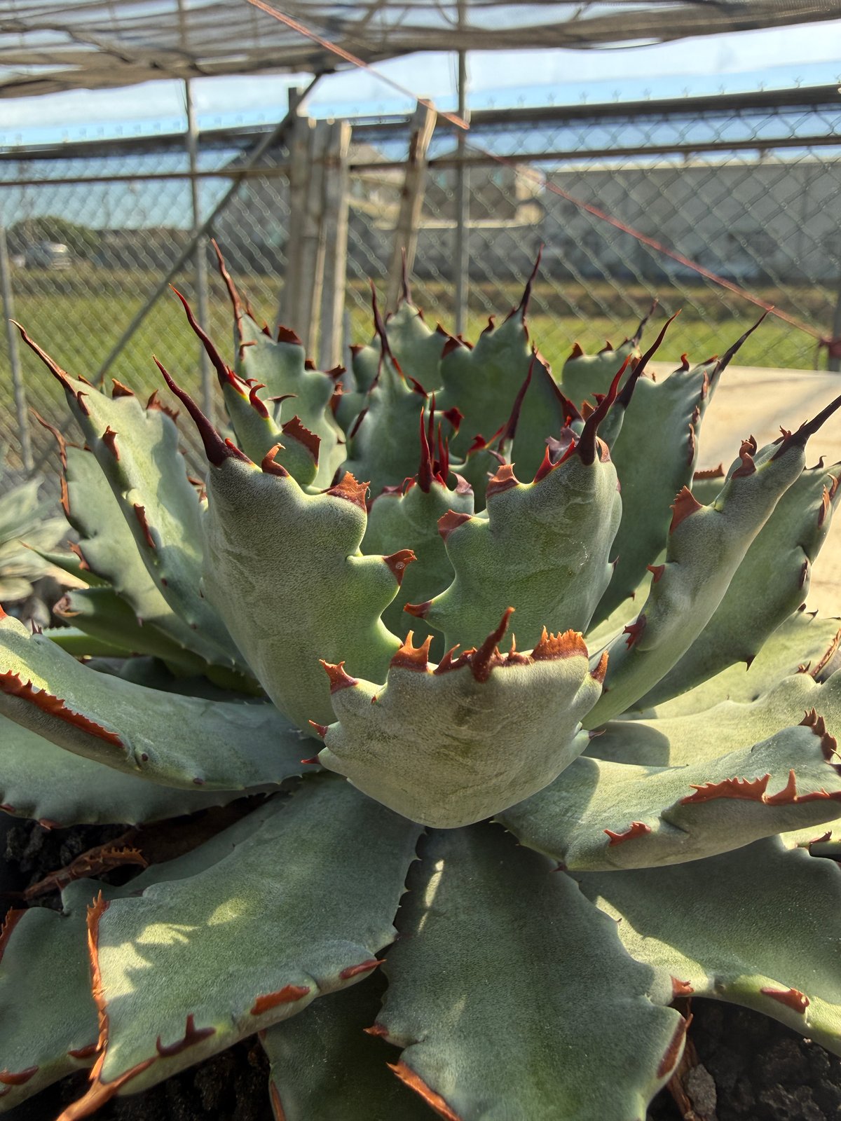 アガベ 　ハイブリット アガベ ハイブリット 