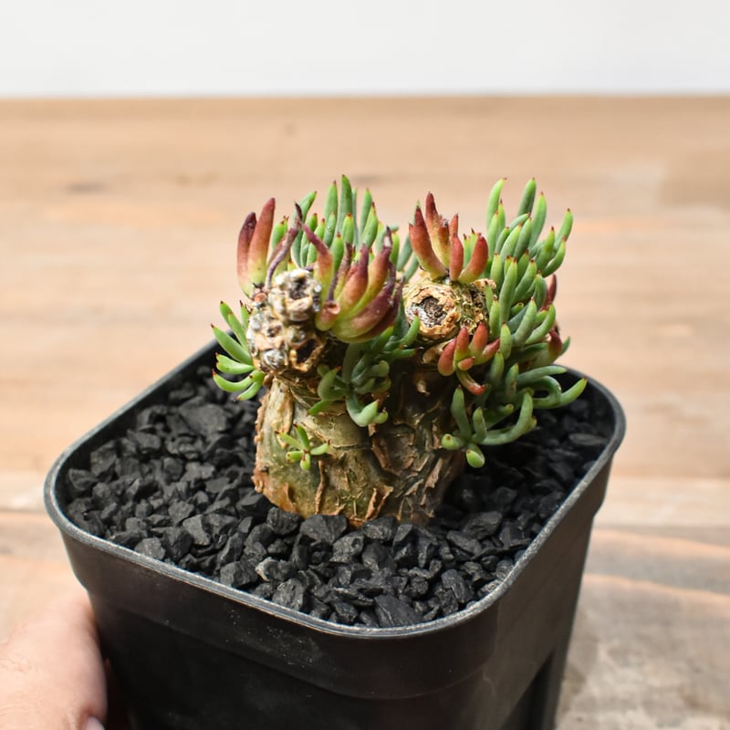 チレコドン ペアルソニー 