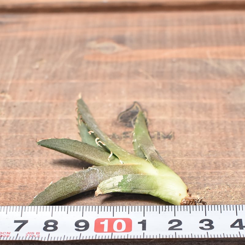 アガベ チタノタ チーター 