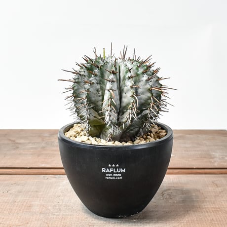 ⚡️ユーフォルビア ラムレーサ⚡️ 塊根 鉢ごと速達便発送 CATEGORY ユーフォルビア | RAFLUM / ラフラム｜東京、大阪の