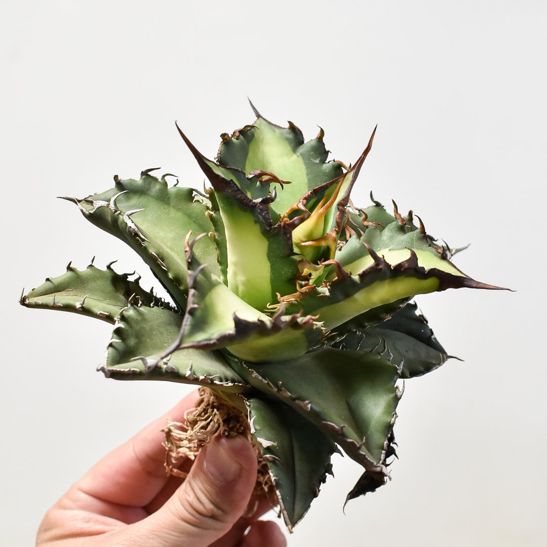 アガベ チタノタ ソーラーエクリプス 