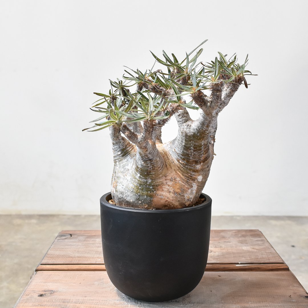 パキポディウム グラキリス 【現地球/発根済み】E HK2402384(T