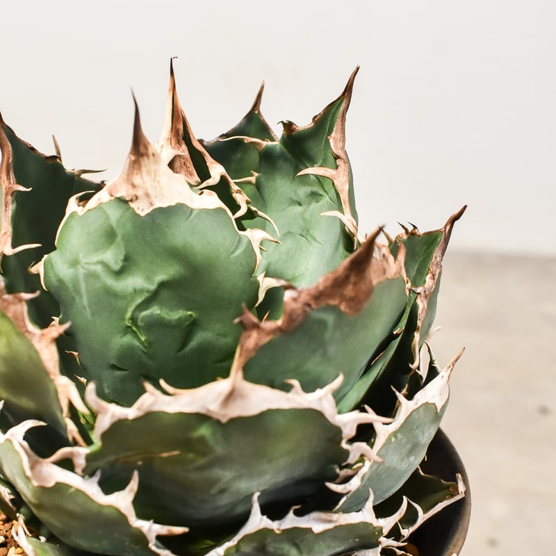 アガベ チタノタ オテロイ 