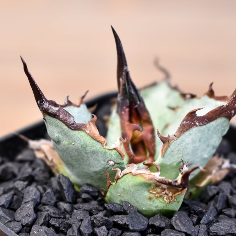 アガベ Dennis051 中株　デニス株 アガベ Dennis051 中株デニス株