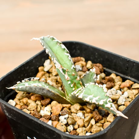 アガベ GODZILLA Agave titanota 