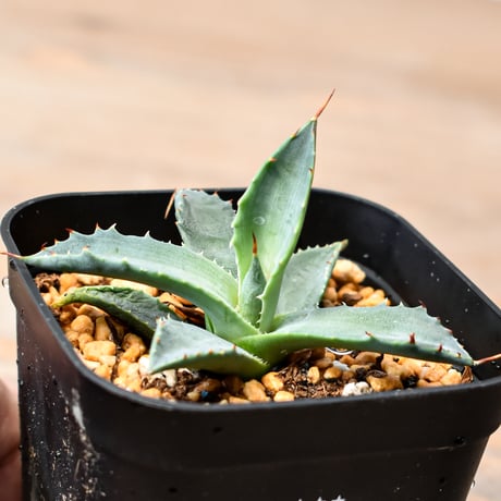 ITEM | RAFLUM / ラフラム｜東京、大阪の塊根植物（コーデックス