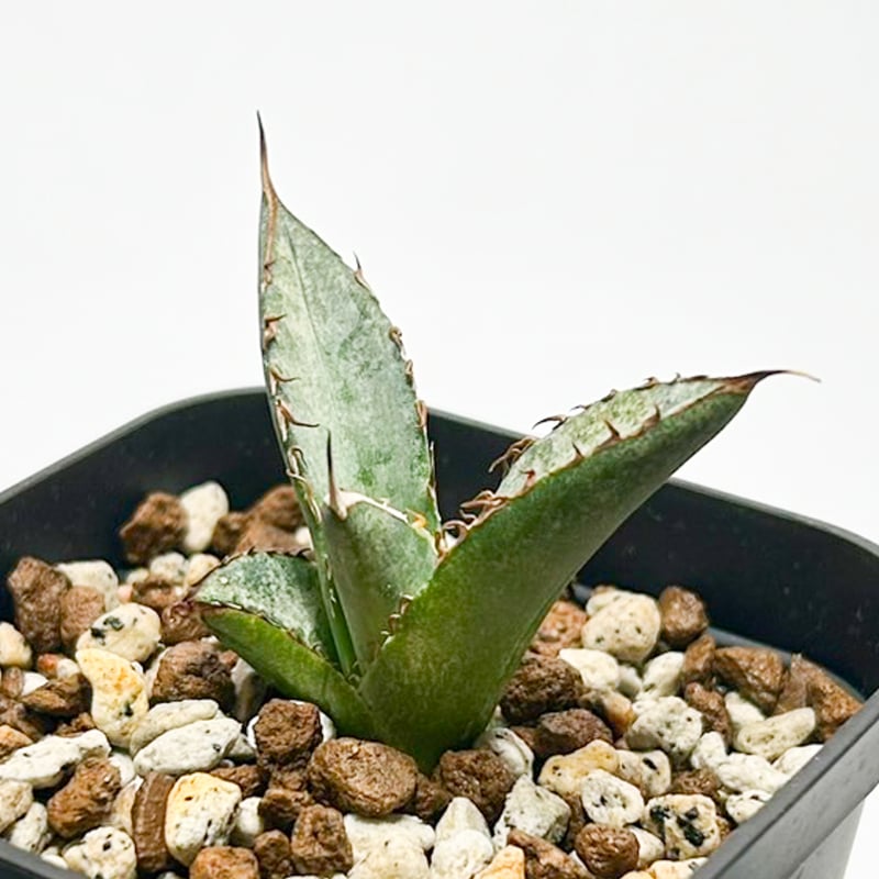 羅本製所 Robin agave baby x THORアガべ 羅本製所 Robin agave baby x THORアガべ 羅本製所 Robin agave baby x