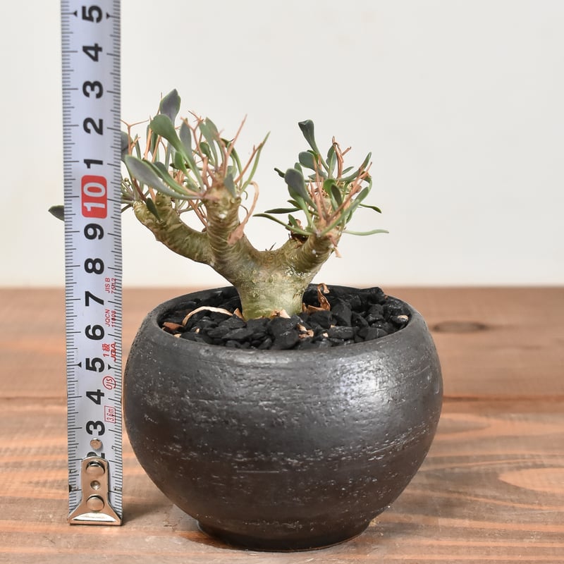 オトンナ ユーフォルビオイデス 