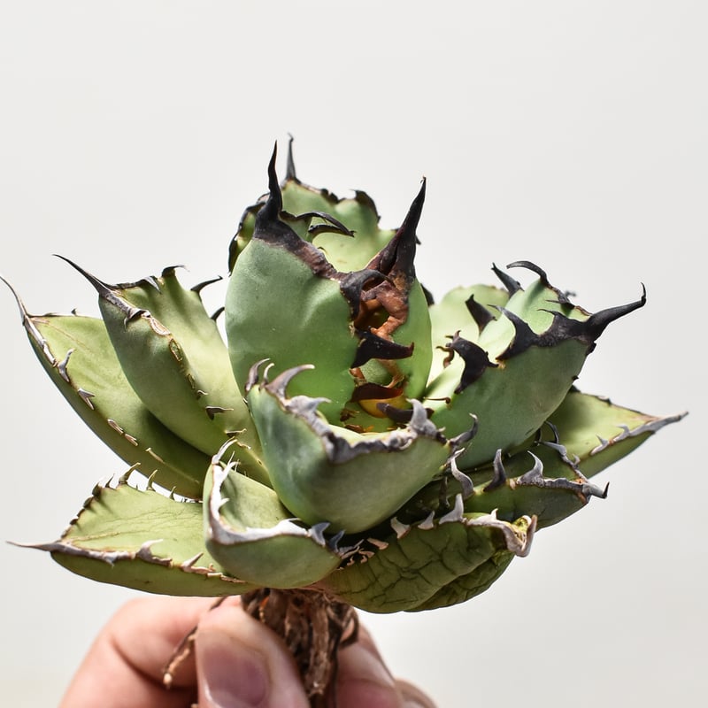 アガベ チタノタ 黒鯨 【台湾産/抜き苗】DG2400596 | RAFLUM