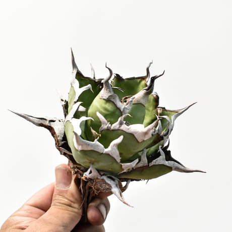 アガベ チタノタ "精品ハデス" / 精品黒帝斯、精品恐竜牙歯 【台湾 dragon agave産/中株/抜き苗】C114