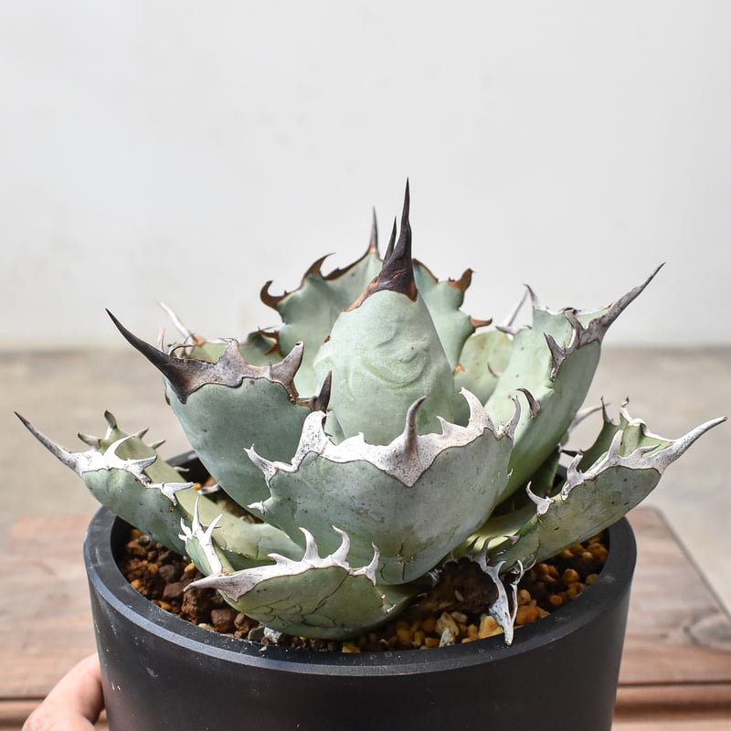 アガベ チタノタ フェニックス 