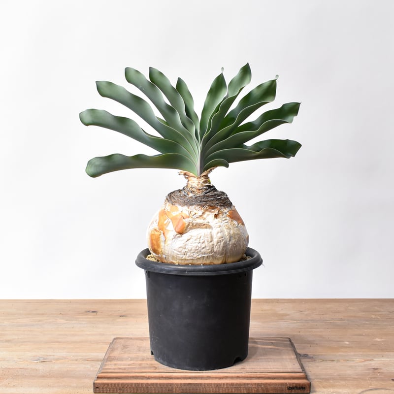 お*ん様 ブーファン ハエマンソイデス 大株 ブーファン ハエマンソイデス 