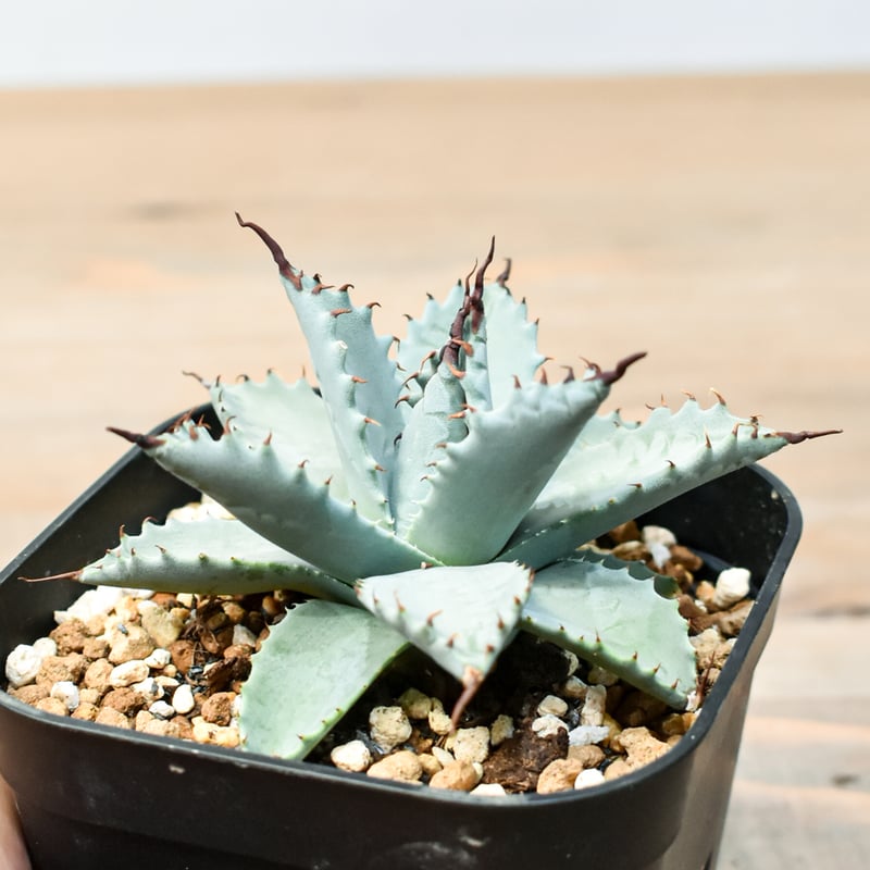 アガベ ハイブリット 雲虎甲蟹×象牙妖炎(モコイシス×陽炎エボリ