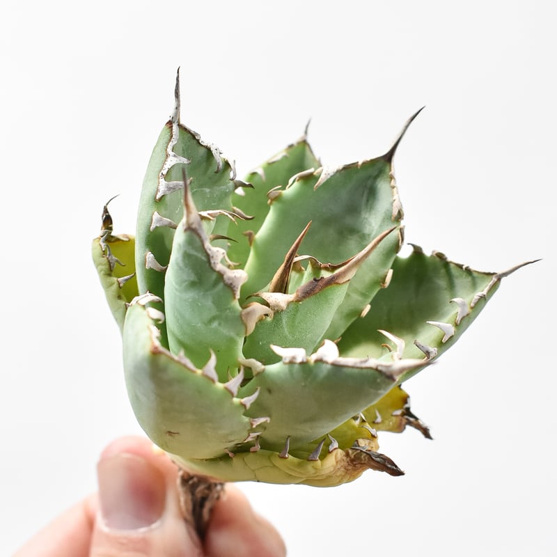 アガベ Dennis051 中株 デニス株