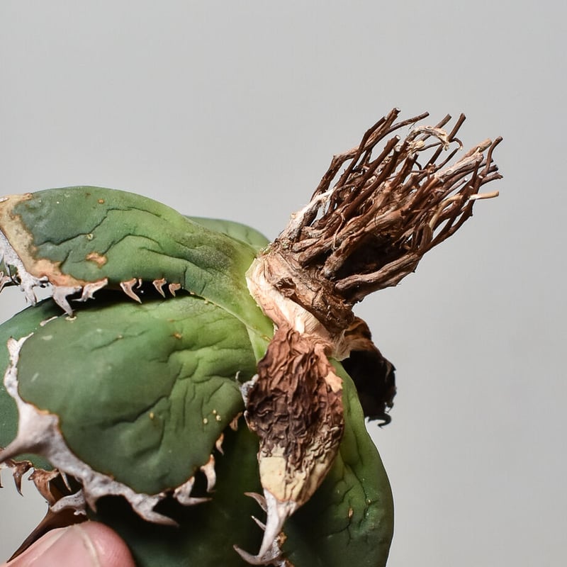 9*6様 【ボール型・特大スペシャル株】アガベ・チタノタ ②/抜き苗発送 ボール型・特大スペシャル株】アガベ・チタノタ/抜き苗発送