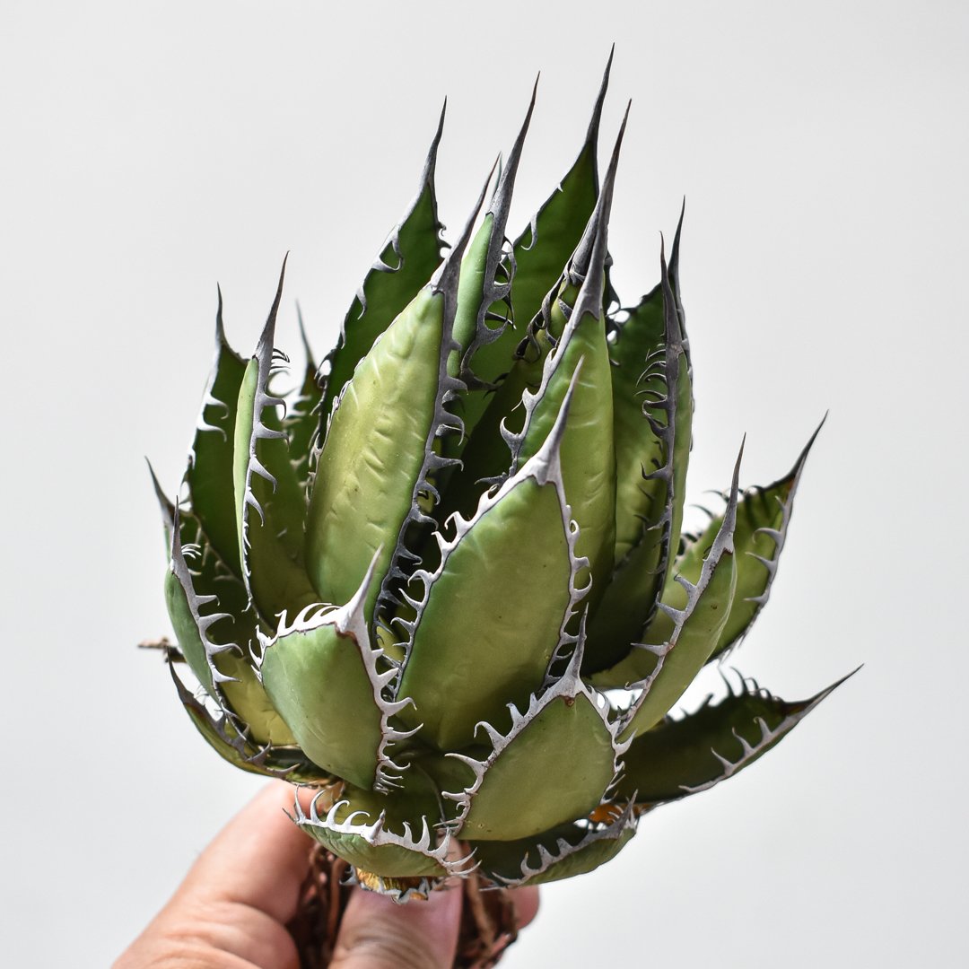 4月入荷 100粒+ アガベ ホリダ チョコレートソーン 種子 種 証明書あり2 4月入荷 100粒+ アガベ ホリダ チョコレートソーン 種子 種 証明書あり