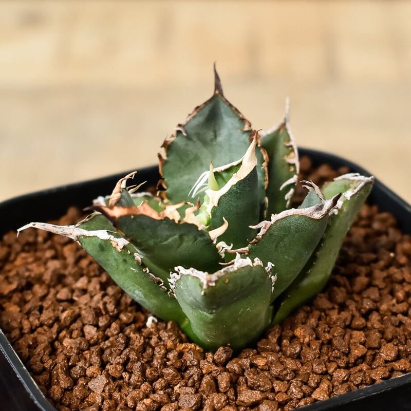 アガベ チタノタ 