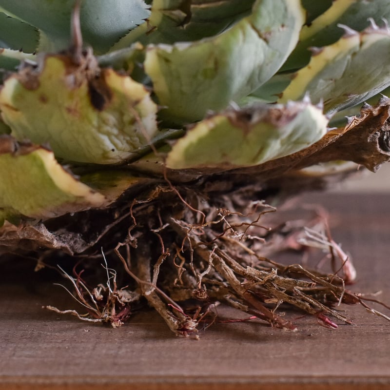 アガベ　ドラド　大株 昨日は色々と大株を植え替えました。 | ブログ | 愛知の植物販売ならT