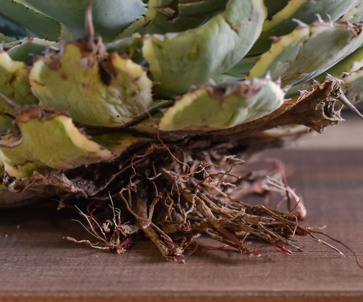 アガベ ポタトラム デザートダイヤモンド（抜き苗販売）【良血統の