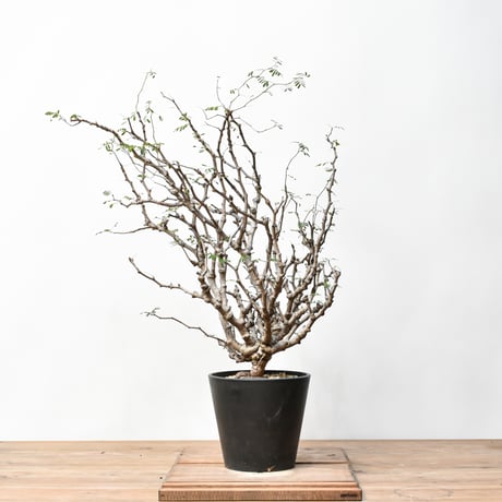 オペルクリカリアパキプス | STORES