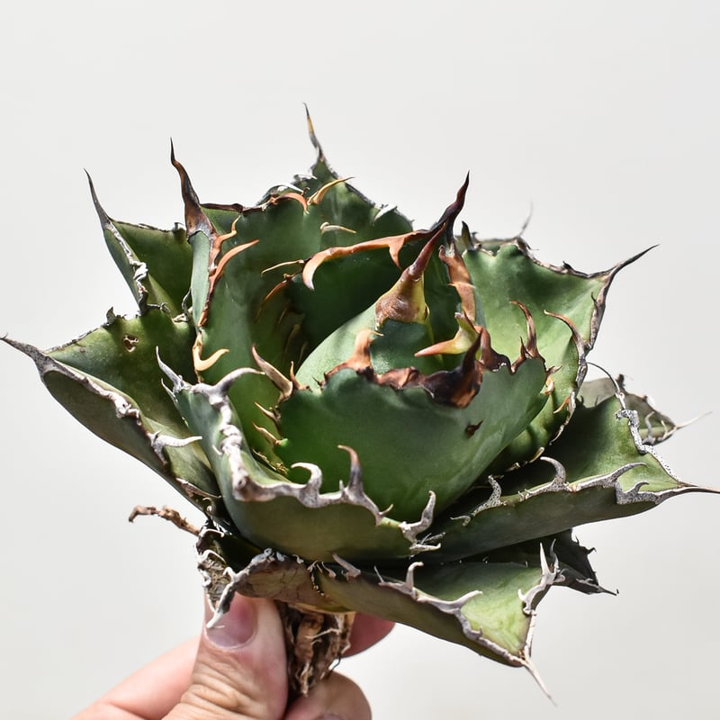 アガベ チタノタ 白鯨 