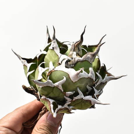 アガベ　ハデス アガベ ハデス（Agave titanota “Hades”）品種紹介 | NR Plants