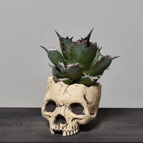 Matasuke Tatsumi（TEATOYA'S GALLERY）【Skull pot White】type A