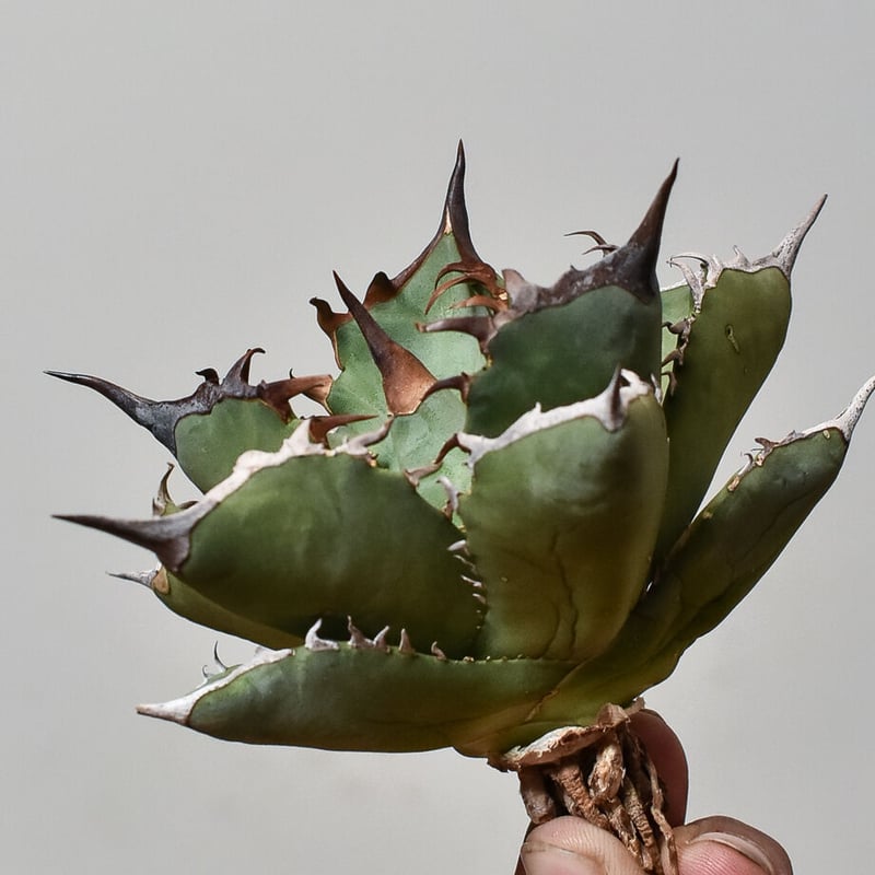 アガベ チタノタ フェニックス 