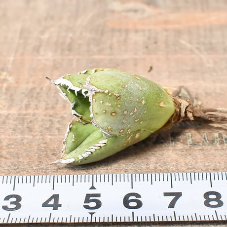 アガベ チタノタ 麻花龍  【台湾 berlin産/子株/抜き苗】G BE2402606(T)