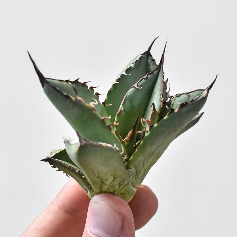 アガベ チタノタ スペード 