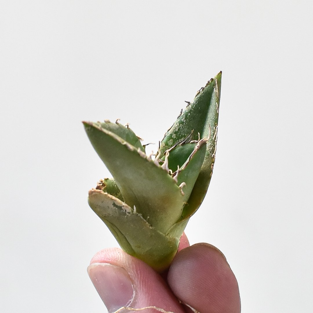 観葉植物 アガベチタノタDragon Agave クラブ 螃蟹