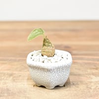 【“WACK” ON YOUR SIDE】ドルステニア  フォエチダ実生 WACK-A018-05