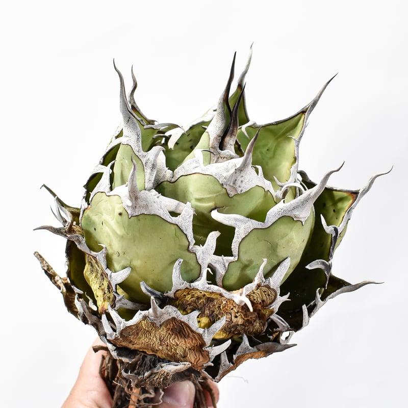 アガベ チタノタ 