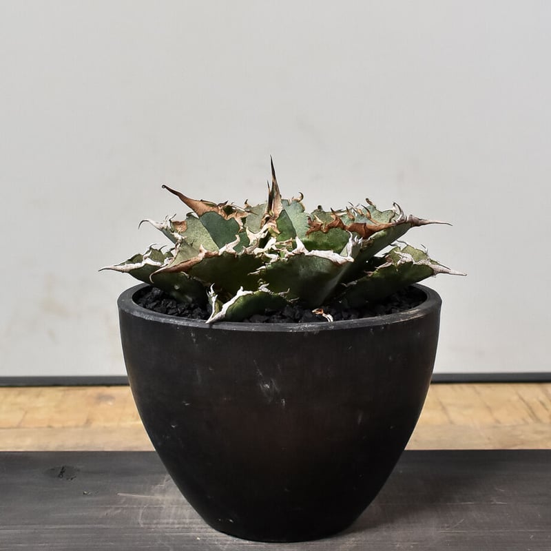 アガベ チタノタ 