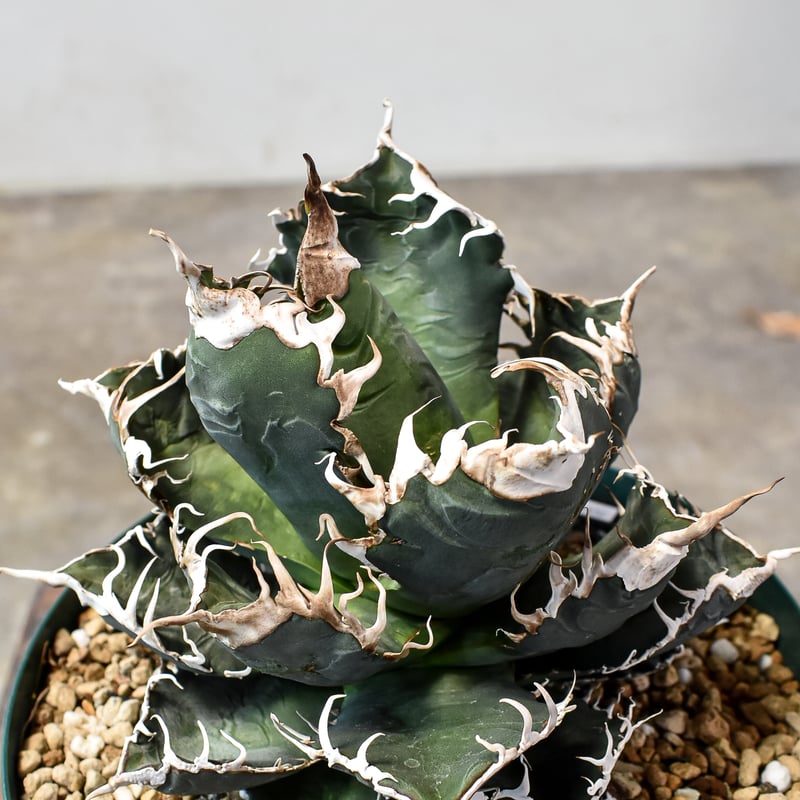 アガベ チタノタ Agave titanota 【通称(敬称)・悪魔くん