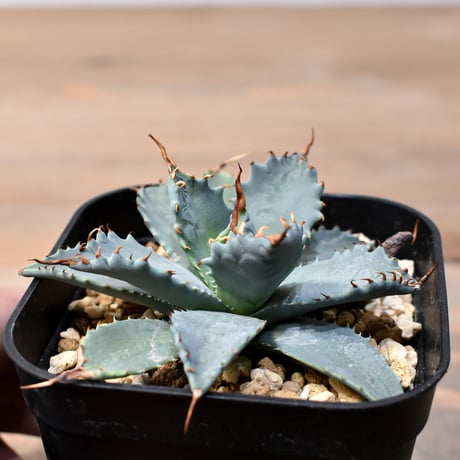 アガベ ハイブリット 日系イシスメンシス×象牙妖炎（陽炎エボリ）【台湾botanical_seeker産】RF25011363