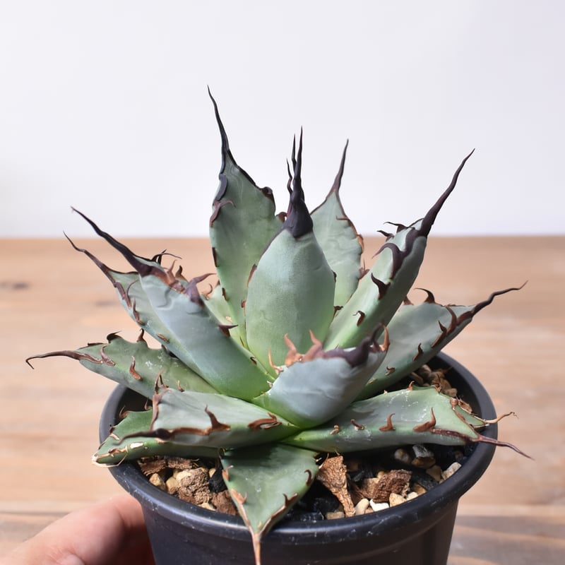 アガベ ハイブリット 象牙妖炎×黑帝斯 / エボリスピナ×ハデス 