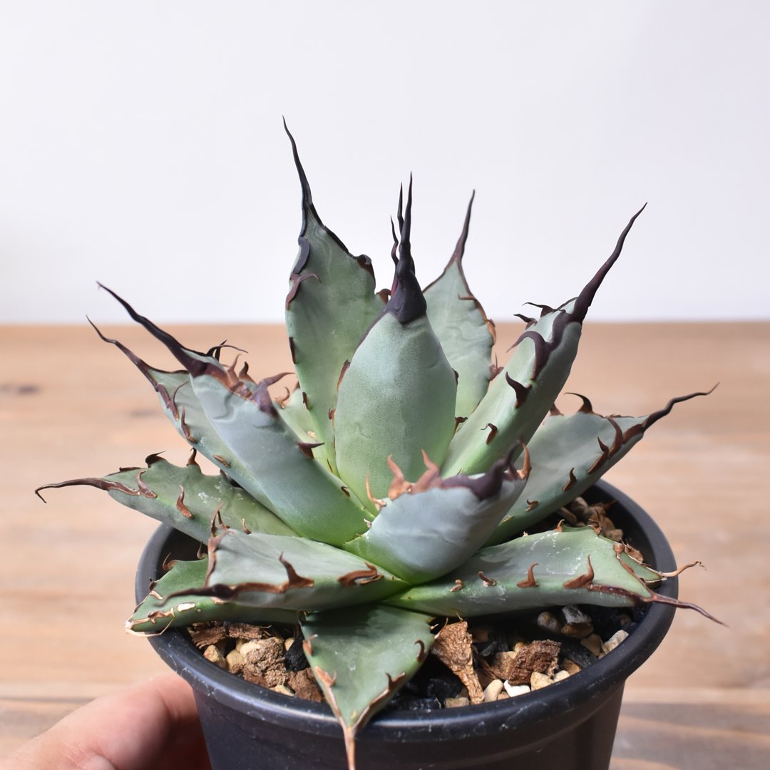 アガベ ハイブリット 象牙妖炎×黑帝斯 / エボリスピナ×ハデス 