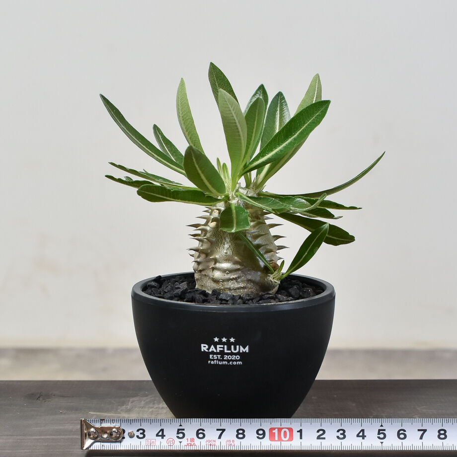 パキポディウム デンシカウレ 恵比寿大黒 実生6年株 パキポディウム・デンシカウレ 