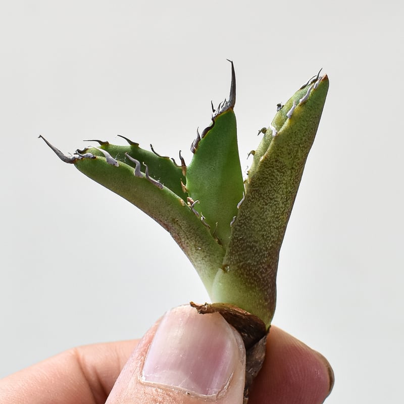 アガベ チタノタ 黒犀牛 超選抜　子株活着済み アガベ・チタノタ 黒犀牛（小株）-014｜Titanota black rhino