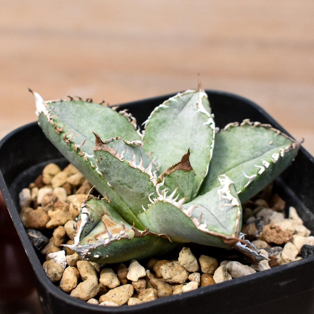 アガベ　チタノタ　麻花龍　麻花　toku Agave titanota '麻花龍' 栽培記録の紹介 – ゆるぷ