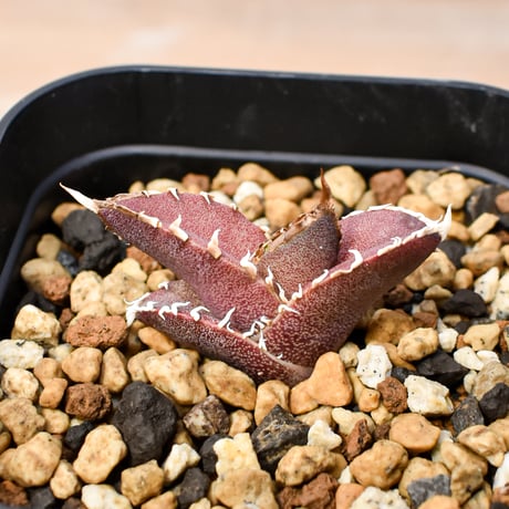 【RAFLUM育成株 5個セット】アガベ Mexico oteroi seeding / オテロイ実生 メキシコ産  【RAFLUM産/実生/子株】A