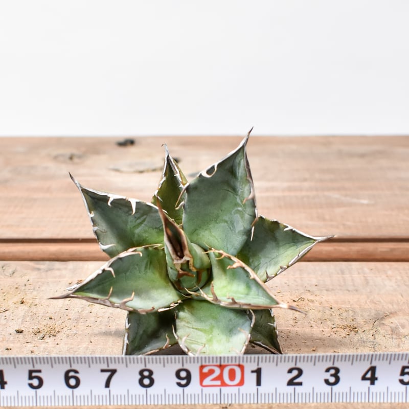 国内実生最高峰】アガベ オテロイ【OSPセレクト株 / 抜き苗 / 実生】7