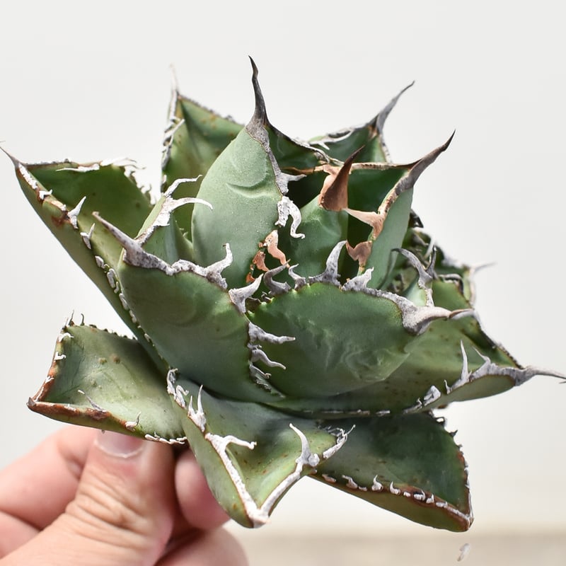 アガベ チタノタ 