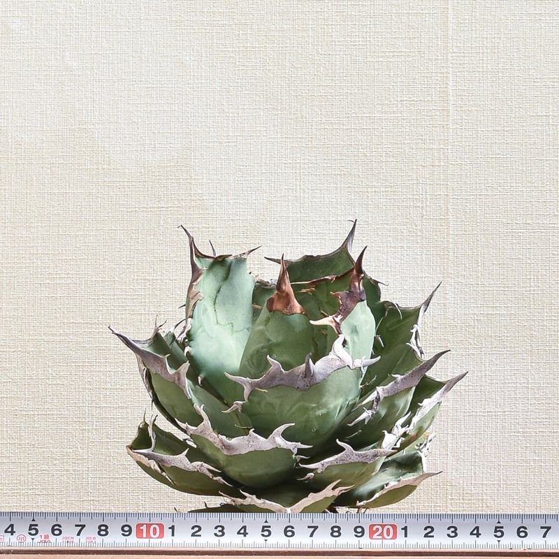 アガベ チタノタ 