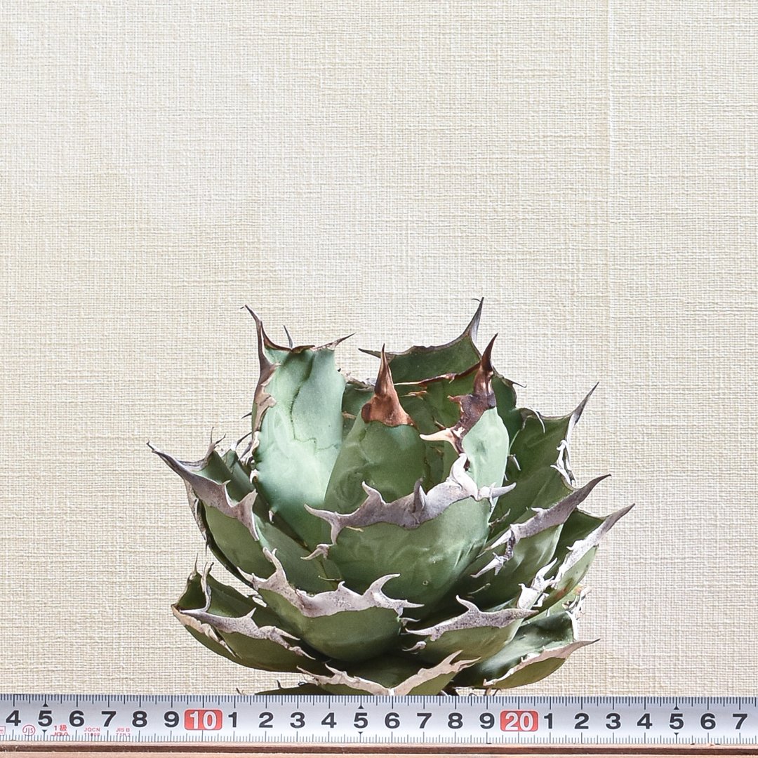 アガベ チタノタ 