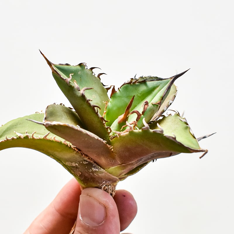 アガべ チタノタ 