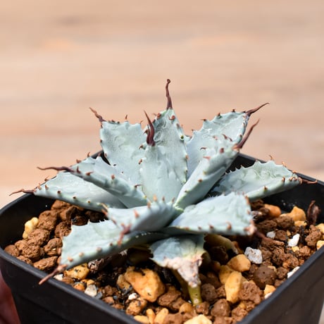 アガベ ハイブリット 日系イシスメンシス×象牙妖炎（陽炎エボリ）【台湾botanical_seeker産】RF25011395