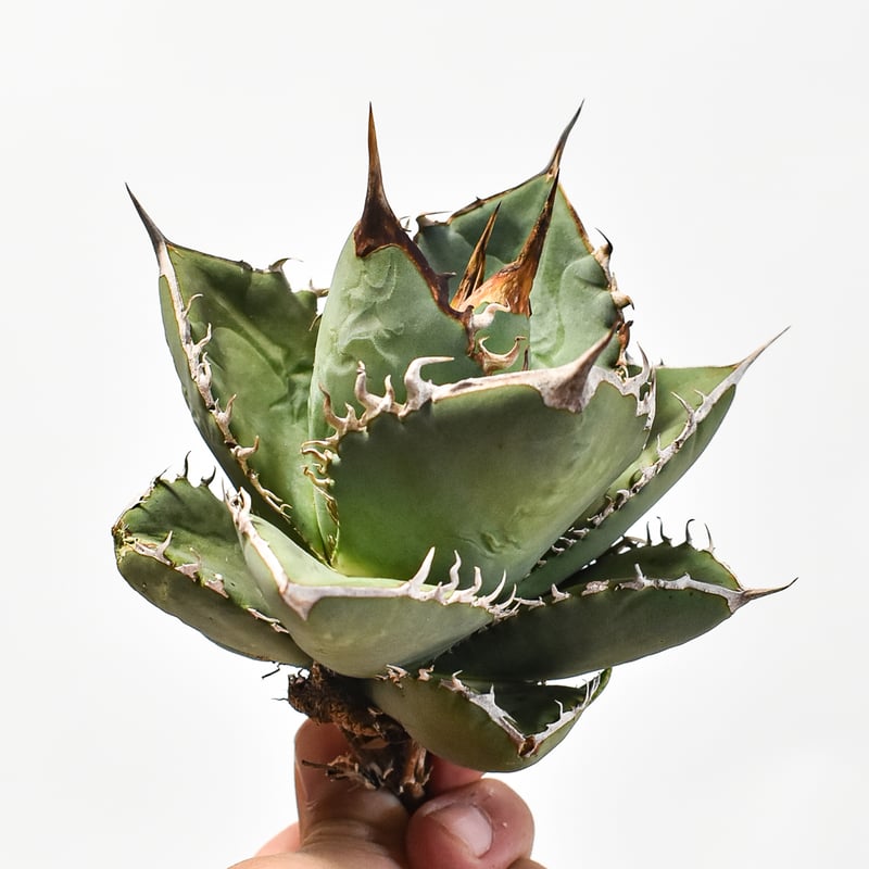 国内実生最高峰】アガベ オテロイ【OSPセレクト株 / 抜き苗 / 実生】44