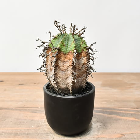 【ユーフォルビア】【オスメスセット】【充実サイズ】スーパーバリダ ユーフォルビア】【オスメスセット】【充実サイズ】スーパーバリダ